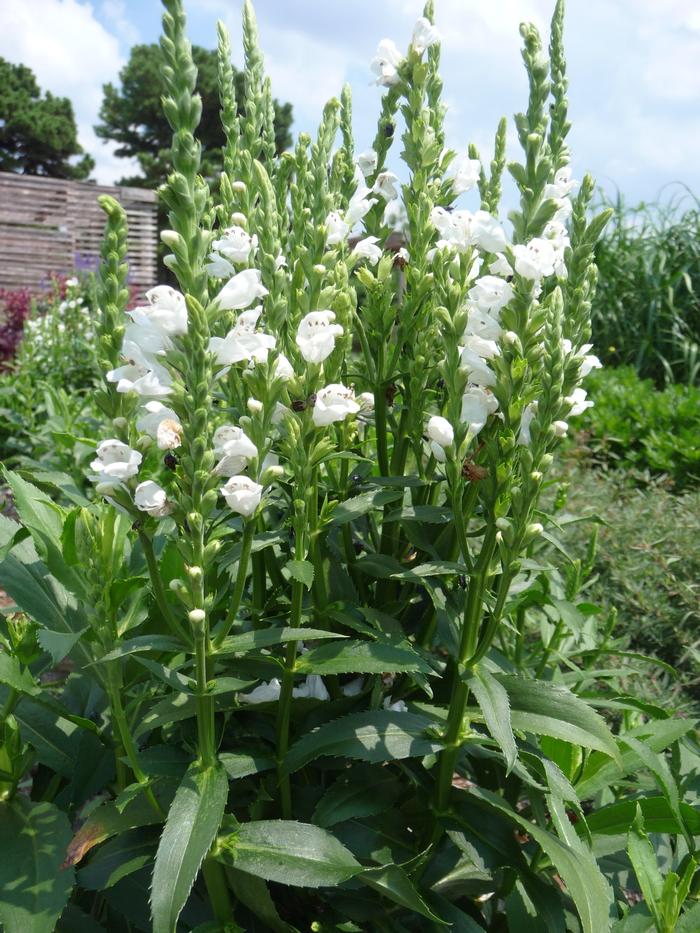 Physostegia virginiana Crystal Peak White