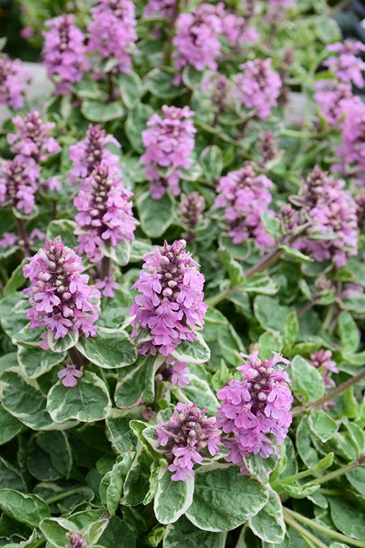 Ajuga reptans Pink Lightning