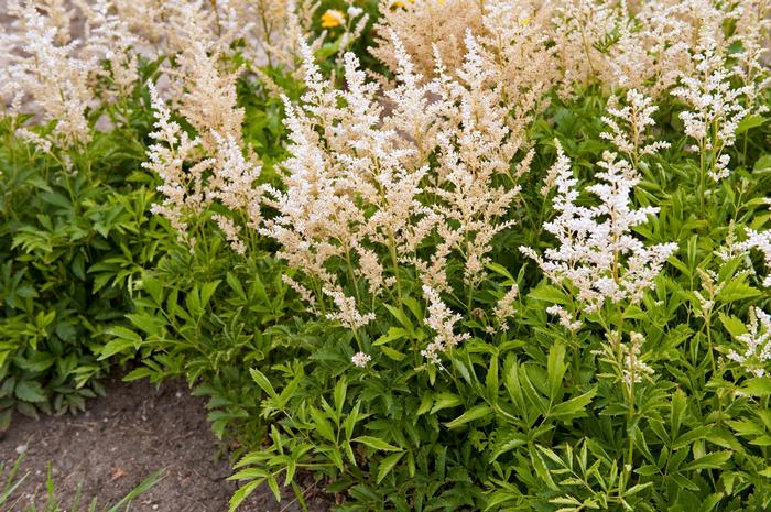 Astilbe x arendsii Snowdrift