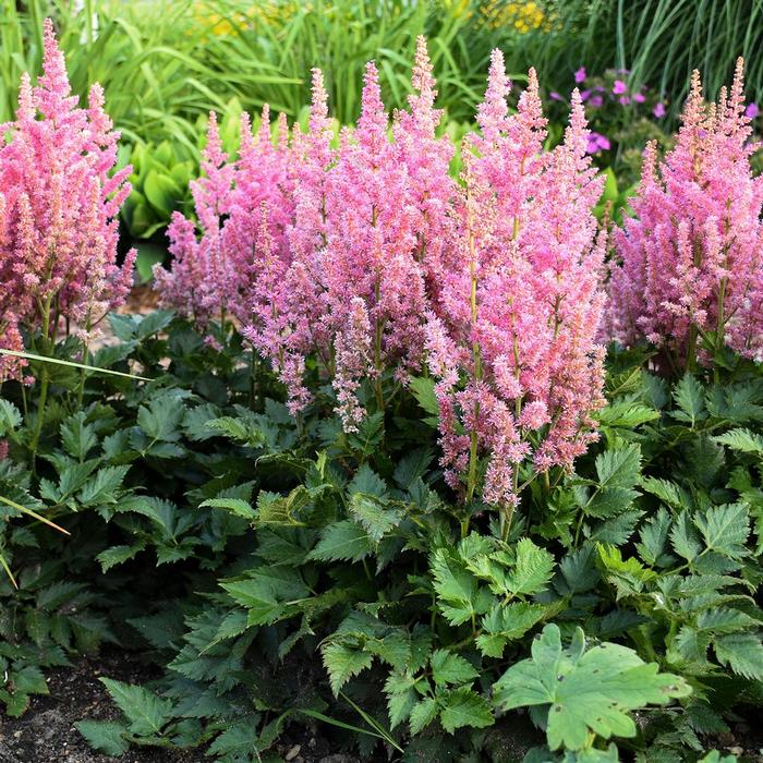 Astilbe chinensis Little Vision in Pink