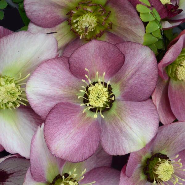 Helleborus Honeymoon&reg; Paris in Pink