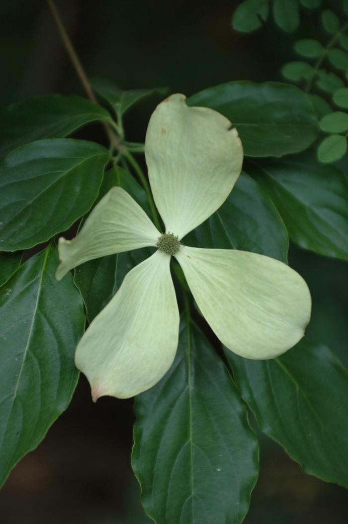 Cornus x Constellation&reg;