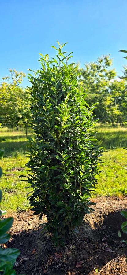 Prunus laurocerasus Skinny Skip&reg;