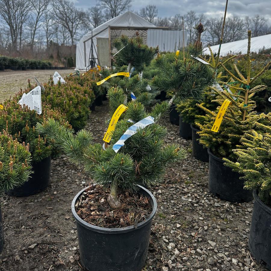 Pinus parviflora Fukuzumi