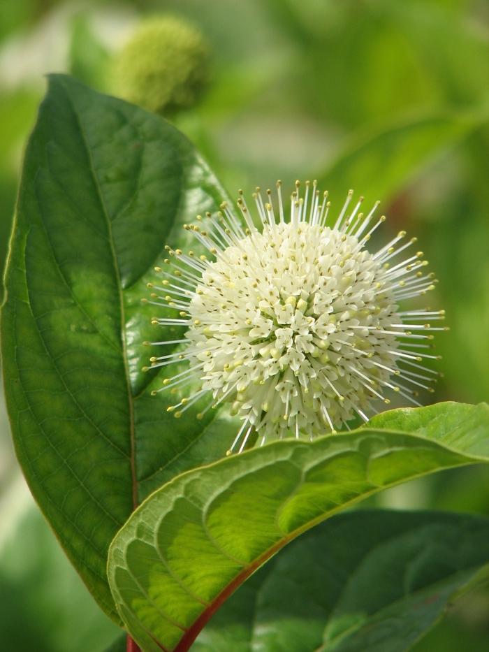 Cephalanthus occidentalis Fiber Optics®