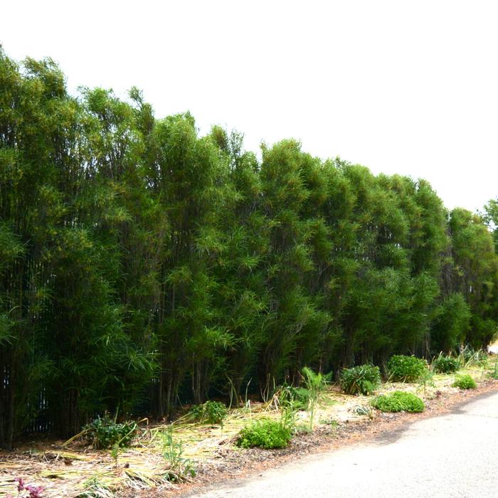 Rhamnus frangula Fine Line&reg;