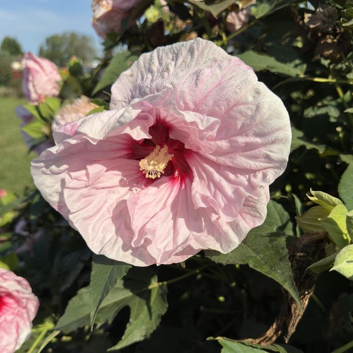 Hibiscus Summerific&reg; All Eyes on Me