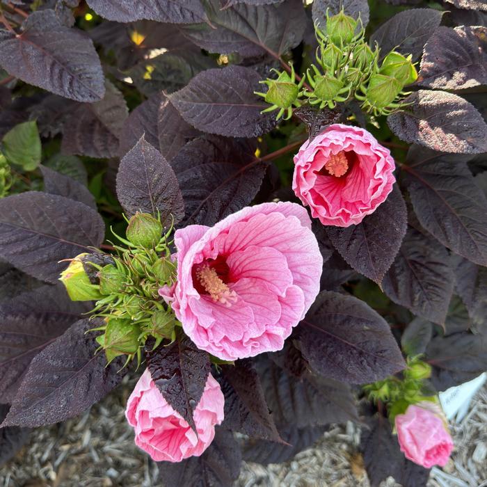 Hibiscus Summerific&reg; Edge of Night