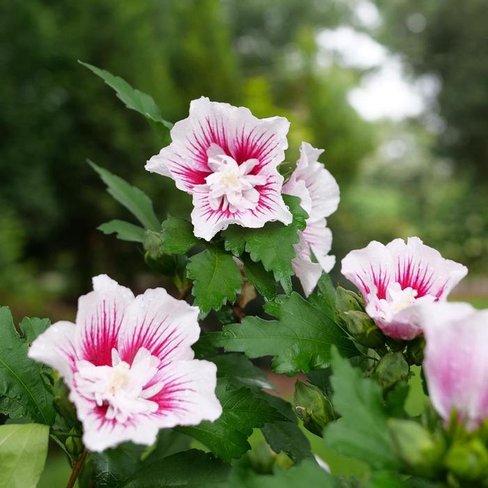 Hibiscus syriacus Starblast Chiffon&trade;