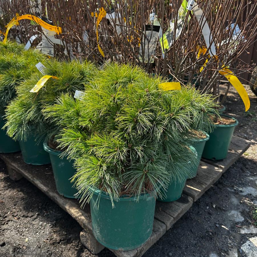 Pinus strobus Soft Touch