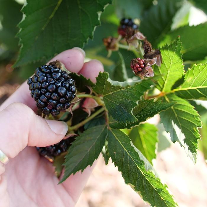 Rubus Taste of Heaven&reg;