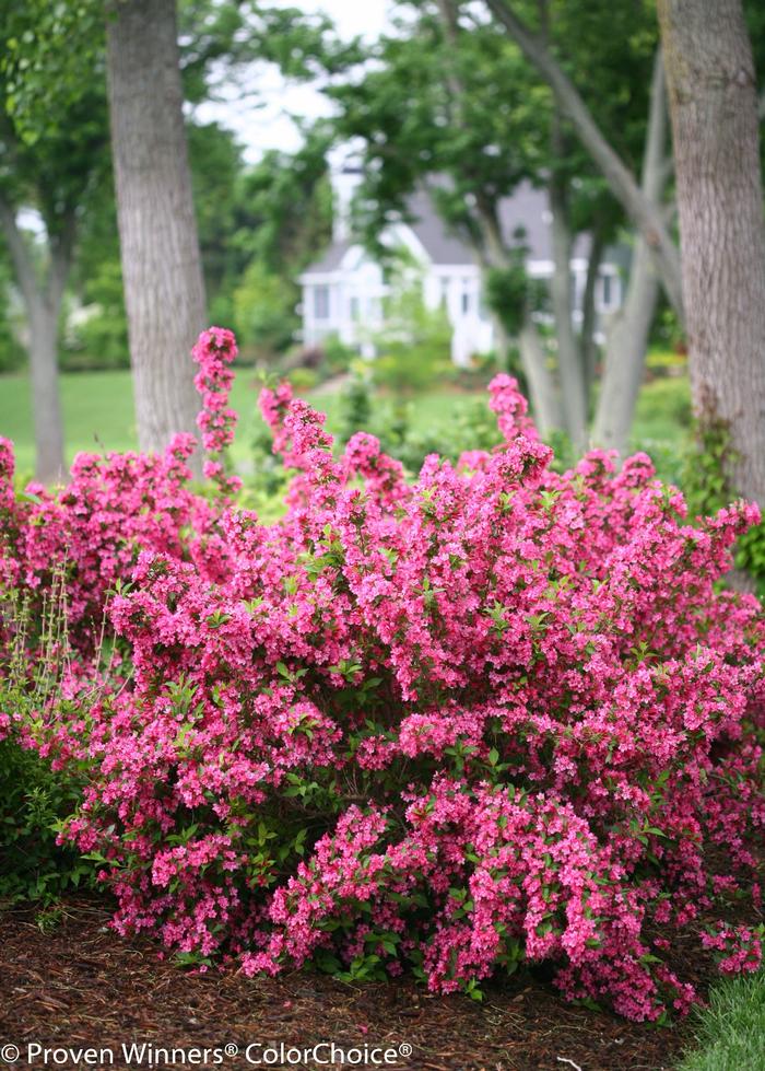 Weigela florida Sonic Bloom&reg; Pink