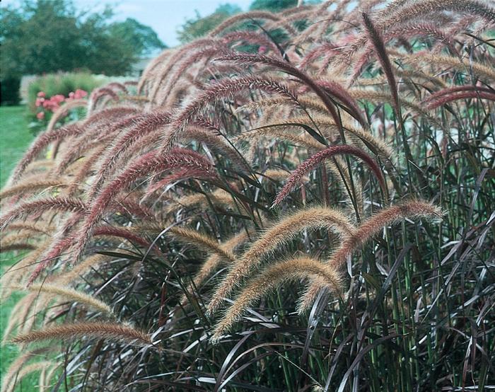 Pennisetum setaceum Graceful Grasses&reg; Rubrum