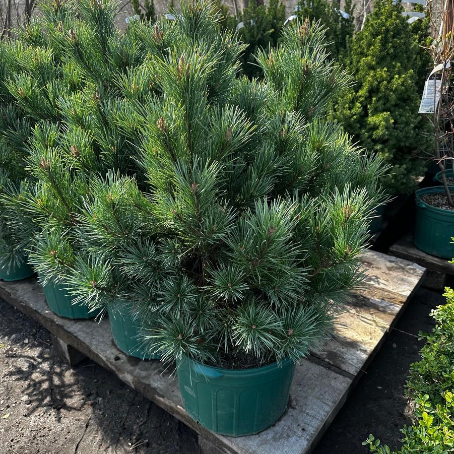 Pinus sylvestris Glauca Globosa