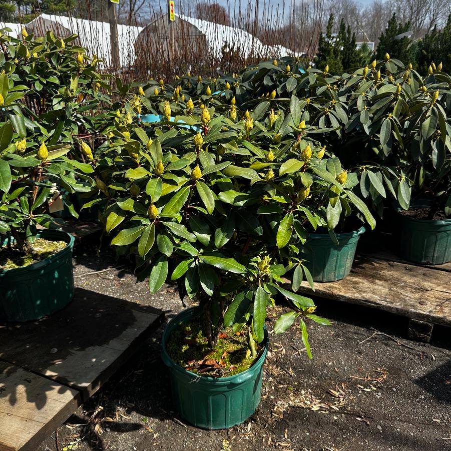 Rhododendron maximum Independence