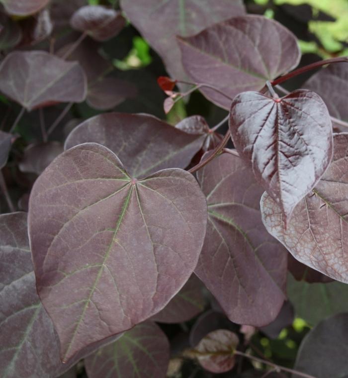 Cercis canadensis Burgundy Hearts®