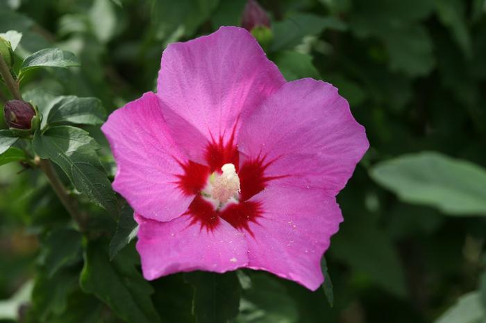 HIbiscus syriacus Lil' Kim&reg; Violet