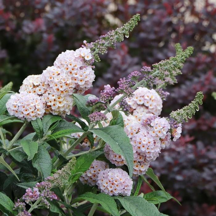 Buddleia Pugster Sorbet&trade;