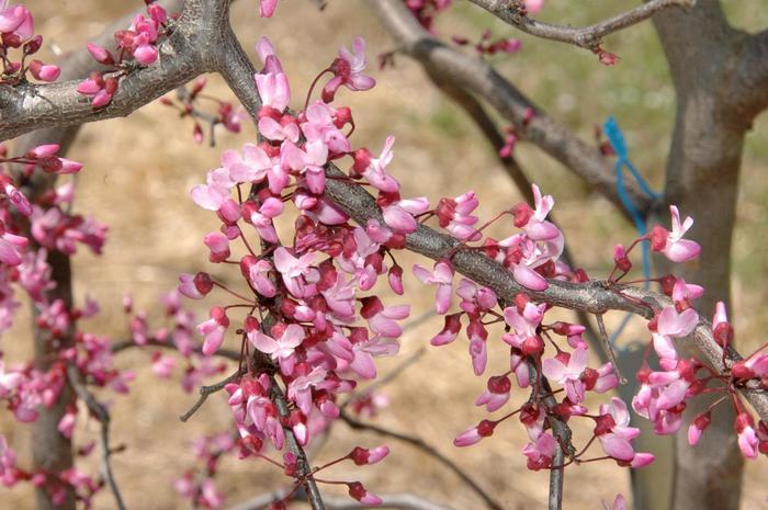 Cercis canadensis Ruby Falls