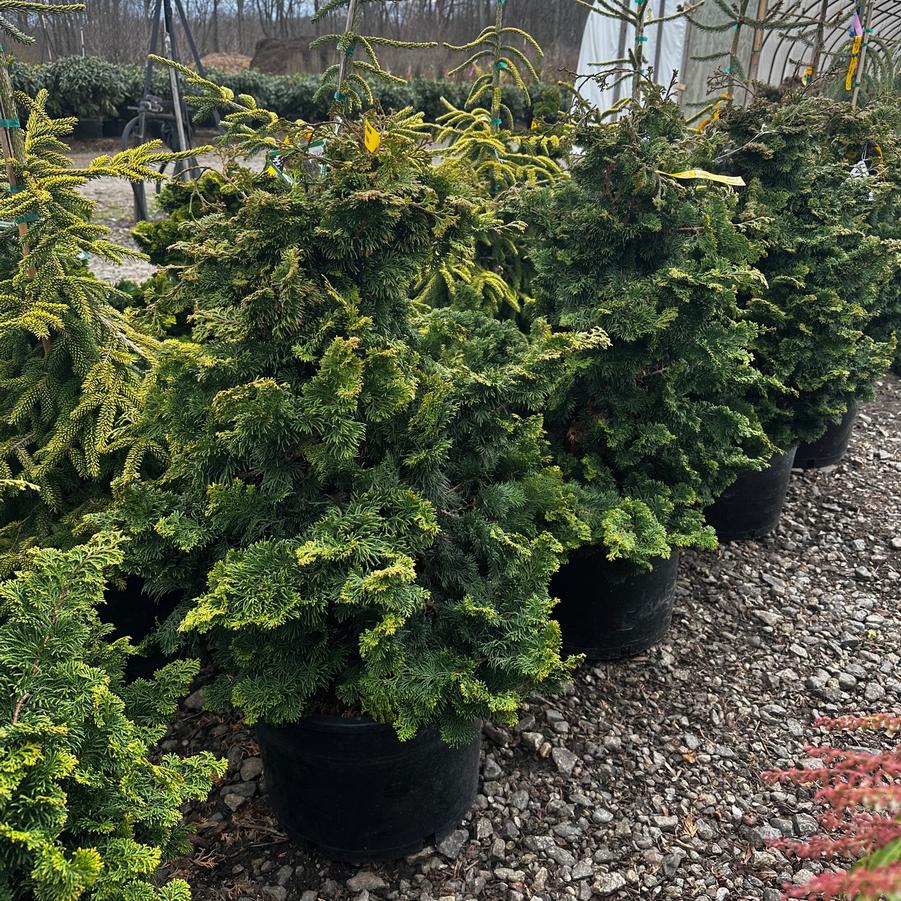 Chamaecyparis obtusa Iseli Green
