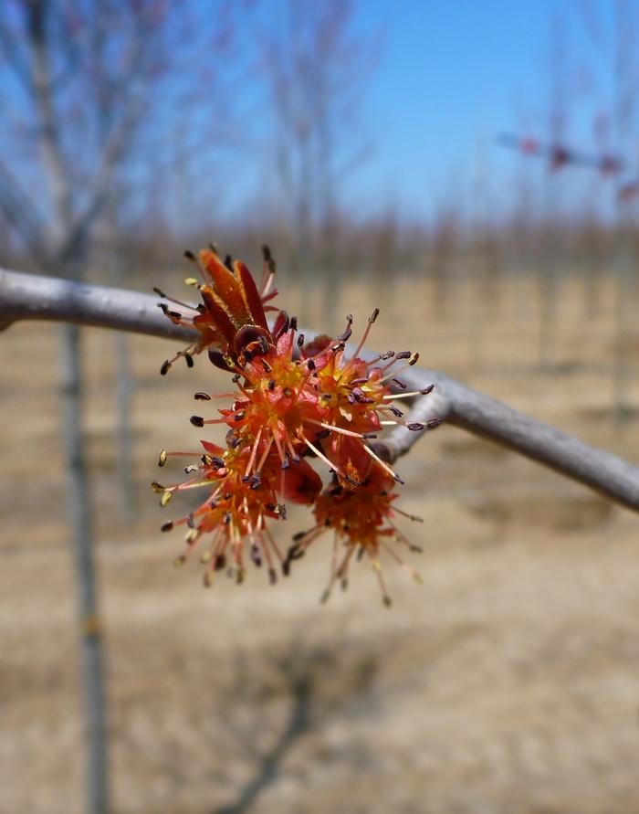 Acer rubrum Karpick