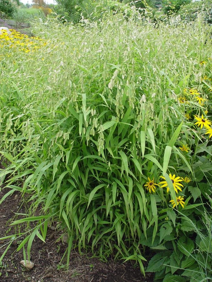 Chasmanthium latifolium 