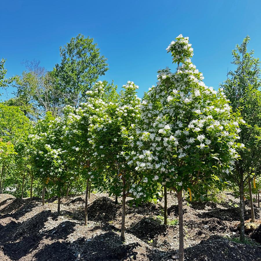 Chionanthus retusus Tokyo Tower