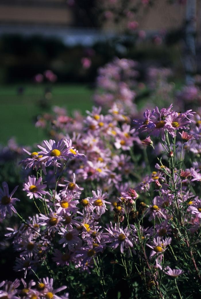 Chrysanthemum x rubellum Clara Curtis