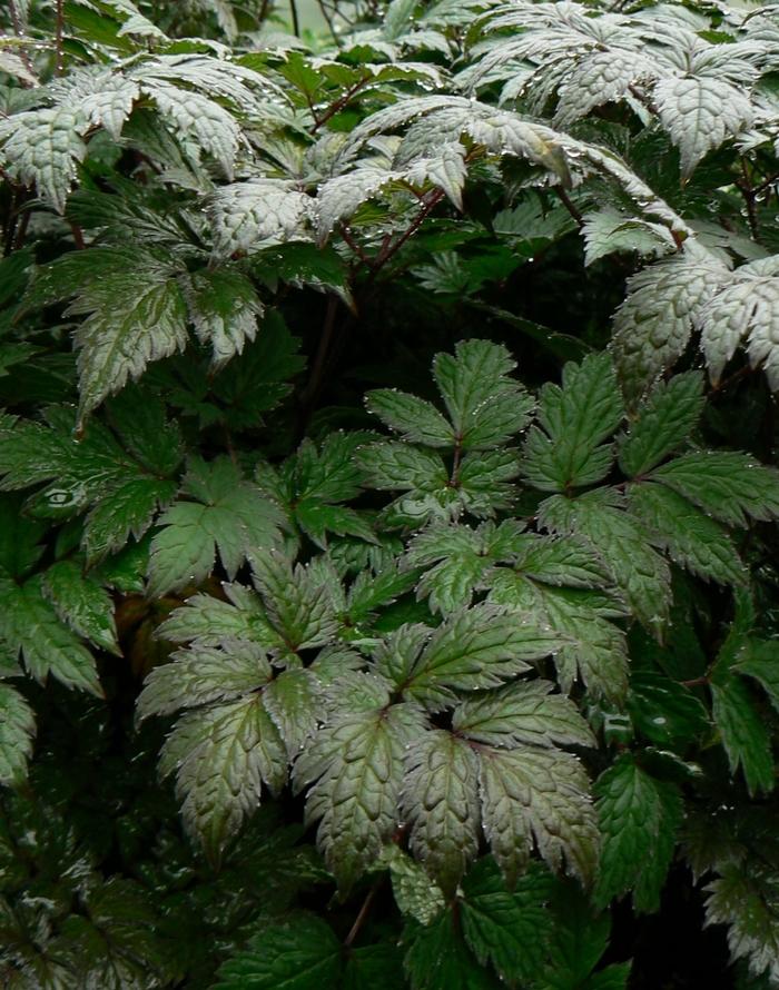 Cimicifuga ramosa Brunette