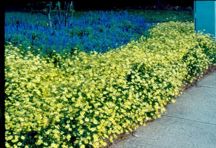 Coreopsis verticillata Moonbeam