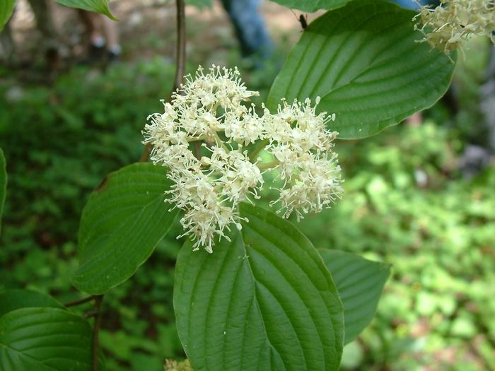 Cornus alternifolia 