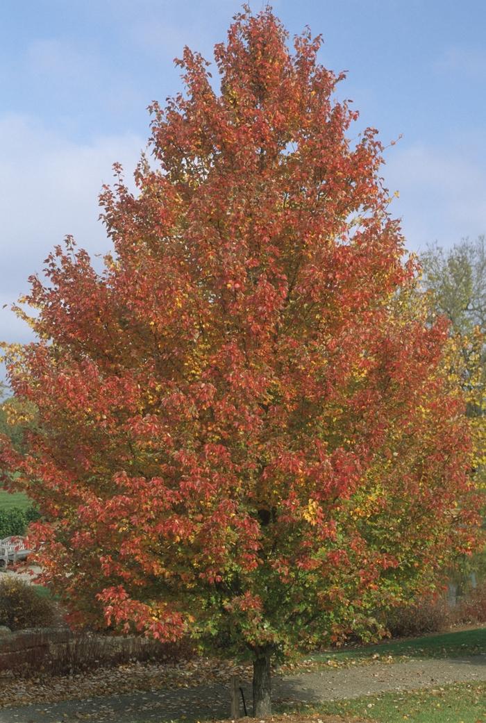 Acer rubrum Red Sunset®