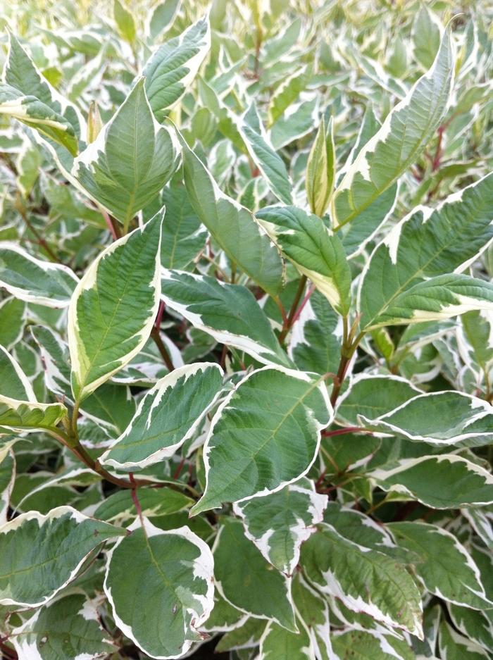 Cornus alba Ivory Halo®