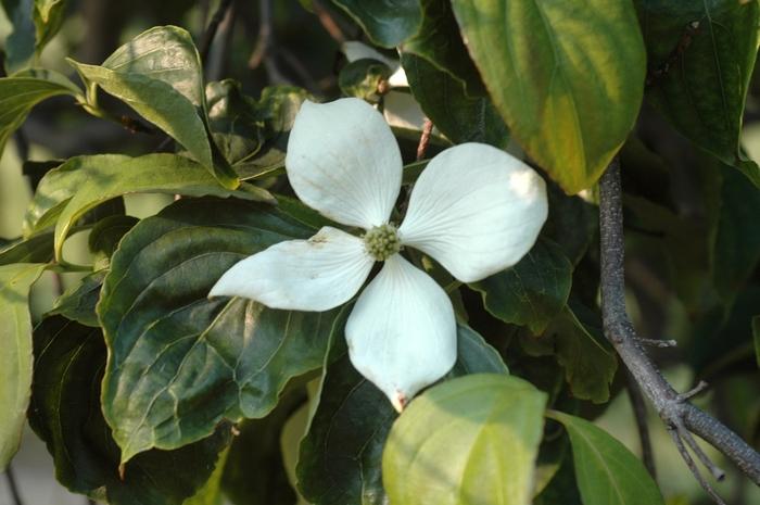 Cornus kousa Elizabeth Lustgarten