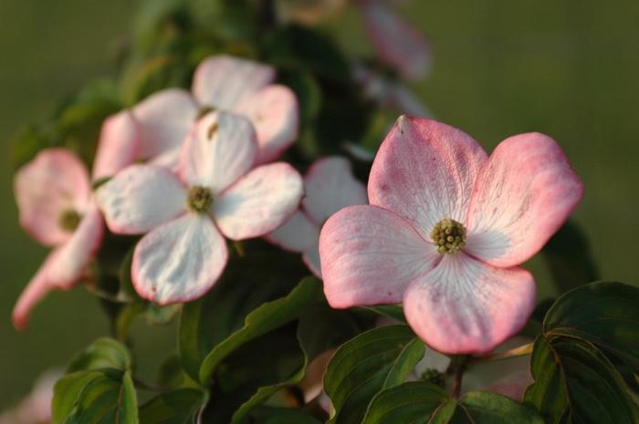 Cornus kousa Heart Throb®