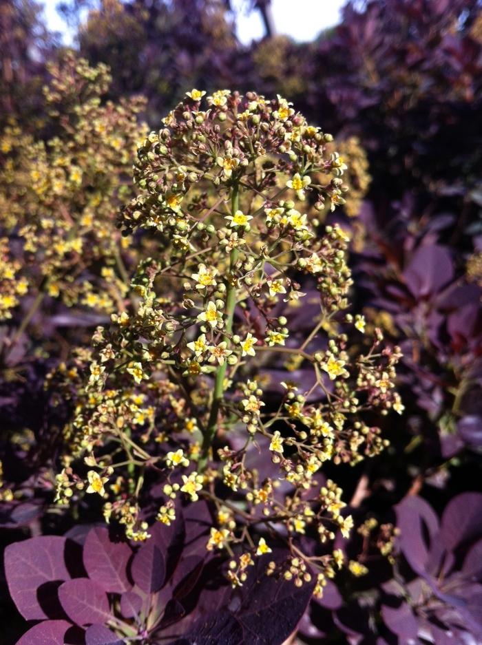 Cotinus coggygria Royal Purple