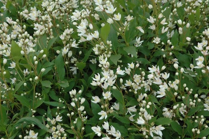 Deutzia gracilis Nikko