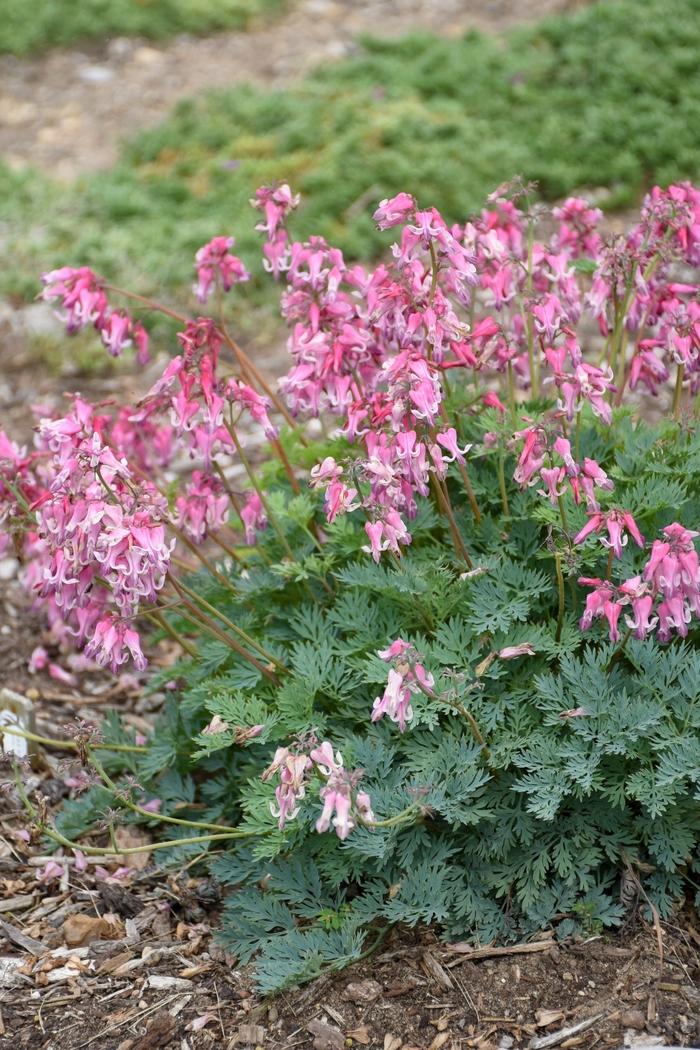 Dicentra Pink Diamonds