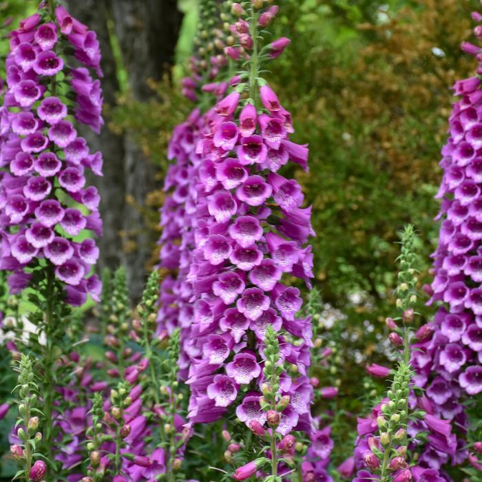 Digitalis purpurea Dalmatian Purple