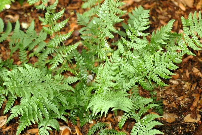 Dryopteris marginalis 