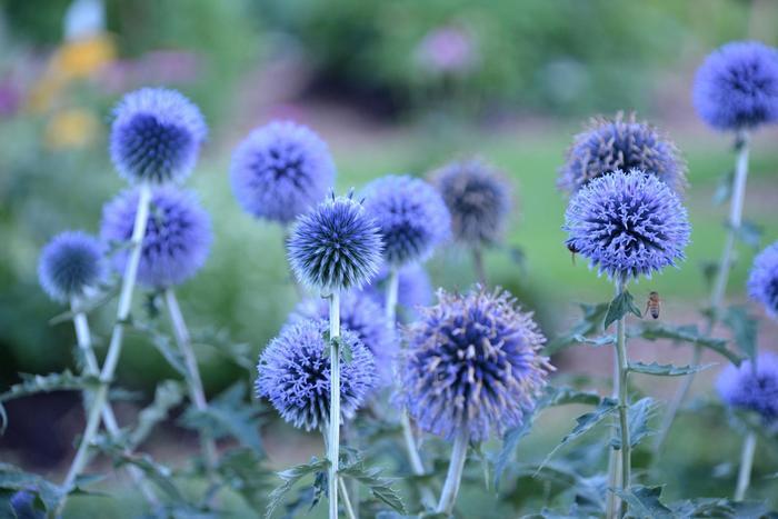 Echinops bannaticus Blue Glow