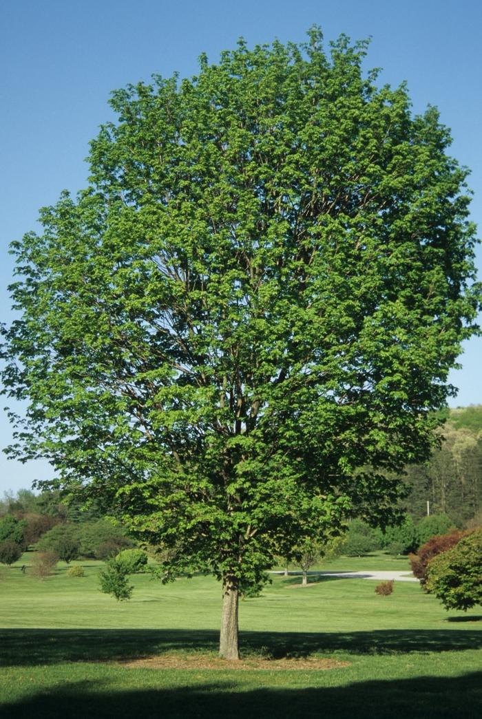 Acer saccharum Commemoration&reg;