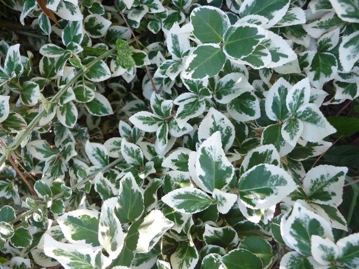 Euonymus fortunei Emerald Gaiety