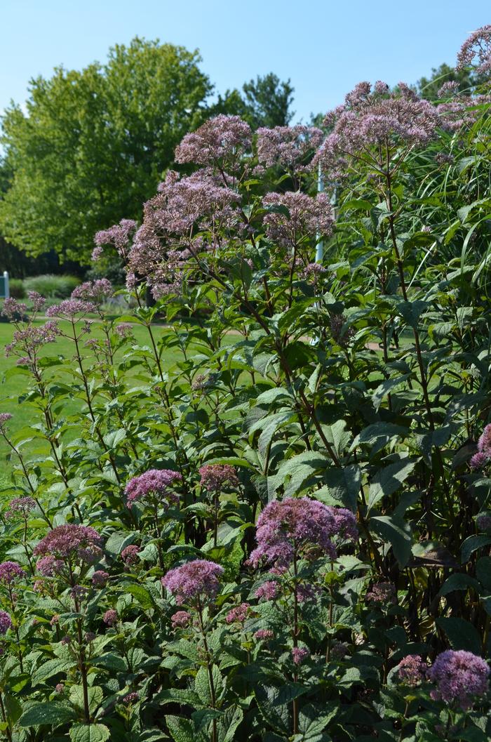 Eupatorium purpureum ssp. maculatum Gateway