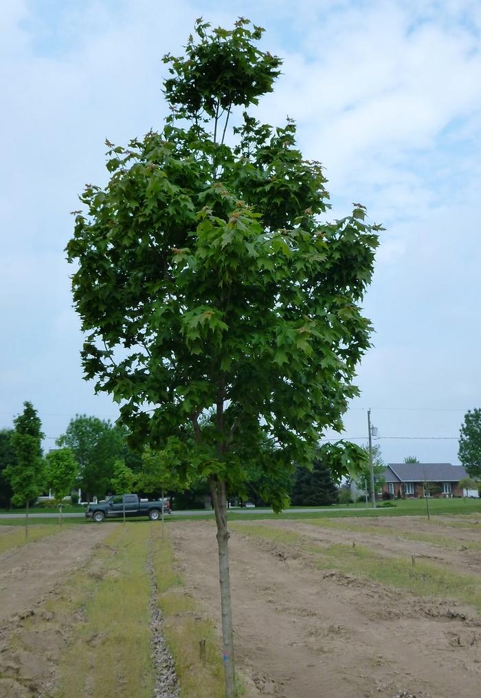 Acer saccharum Fall Fiesta®