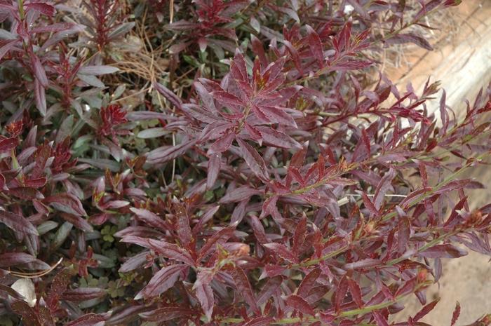 Gaura lindheimeri Crimson butterflies