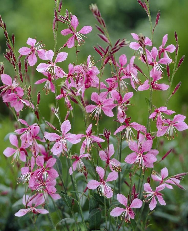 Gaura lindheimeri Siskiyou Pink