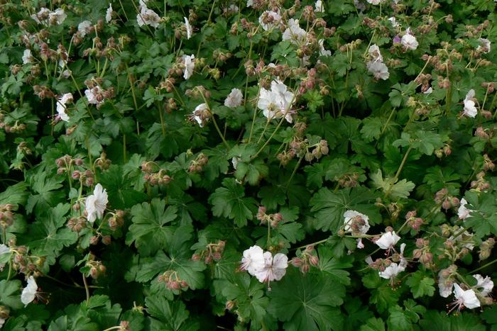 Geranium x cantabrigiense Biokovo