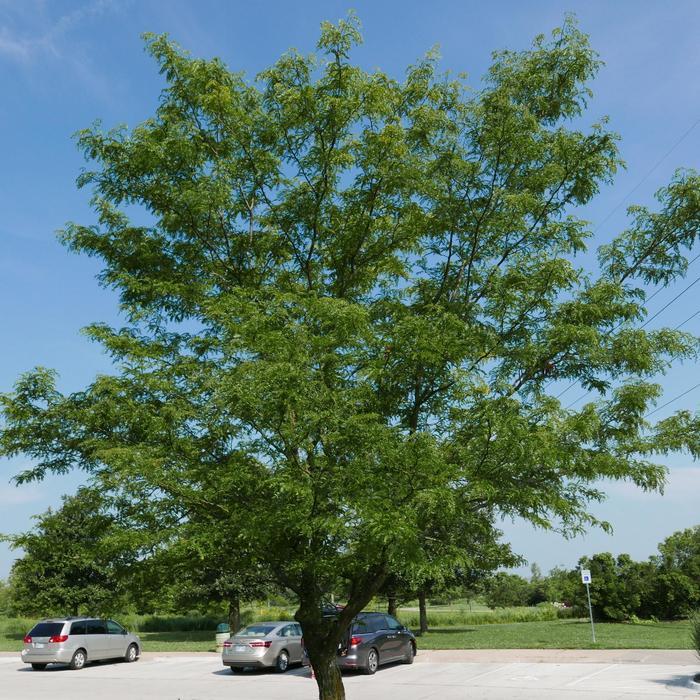 Gleditsia triacanthos var. inermis Skyline®