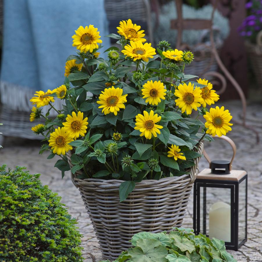 Helianthus Suncatcher